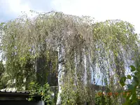 DSCN0746.webp