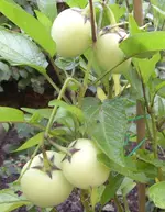 Melonenbirnchen.webp