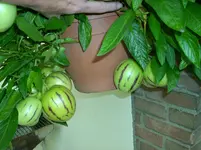 Verschiedenes 018.webp