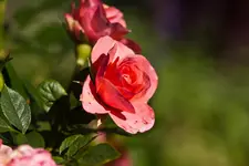 17.8.11 (140 von 165).webp