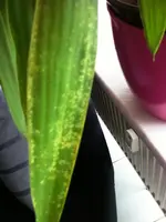Yucca.webp