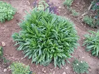 Bartnelke.webp