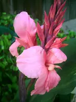 C. Crystal-Lachs Rosa .webp