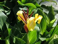 C. yellow striped.webp