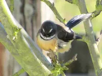 Fantail.webp