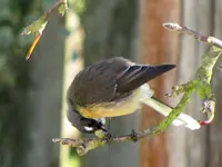Fantail (1).webp