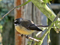 Fantail (2).webp