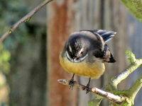 Fantail (3).webp
