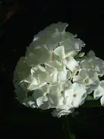 Phlox weiß_.webp
