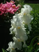 Immortality_.webp