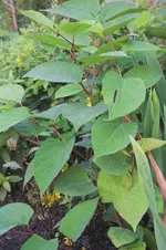 IMG_6863-01.webp