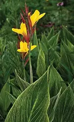 C. Minerva yellow, variegated.webp