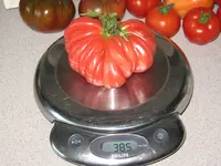 55 (2).webp