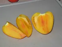55 (5).webp
