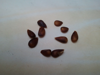 k-Apfel3.webp