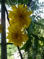P1040330-1.webp