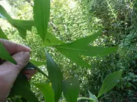 P1040331-1.webp
