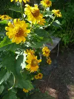Aster 3.webp