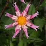 Dahlie Lorona Dawn.webp