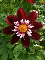 Dahlie Night Butterfly.webp