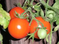 tomato_42_day.webp