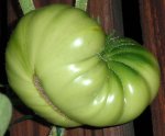 tomato_malakhitovaya_shkatulka.jpg