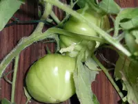 tomato_danko.webp