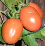 tomato_sfx.webp