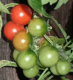 tomato_australische_rose.webp