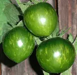 tomato_black_and_brown_boar.webp
