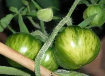 tomato_sweet_solano.webp