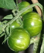 tomato_sweet_carneros_pink_f5.webp