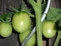 tomato_babywine.webp