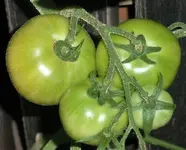 tomato_eva_purple_ball.webp