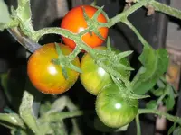tomato_matinchen.webp