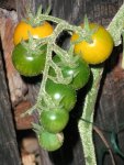 tomato_cereza_amarilla.jpg