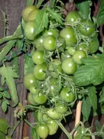 tomato_rose_quartz_multiflora.webp