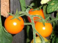 tomato_orangino_f1.webp