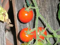 tomato_sfx_2.webp