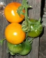 tomato_tumbling_tom_junior.webp