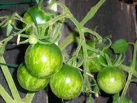 tomato_rambling_red_stripe.webp