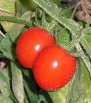 tomato_tomatoberry_garden_f1.jpg