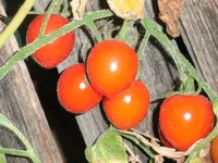 tomato_tomatoberry_garden_f1_2.webp