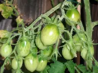 tomato_ildi.webp