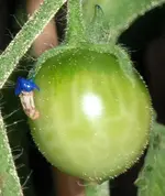 tomato_ildi_wc.webp