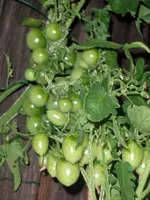 tomato_ildi_rqm.webp