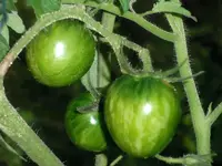 tomato_tzi_bi_u.webp