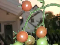 tomato_black_cherry.webp