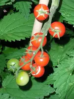 tomato_rubin_pearl_f1.webp
