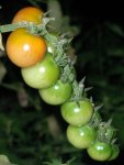 tomato_rubin_pearl_f1_2.jpg